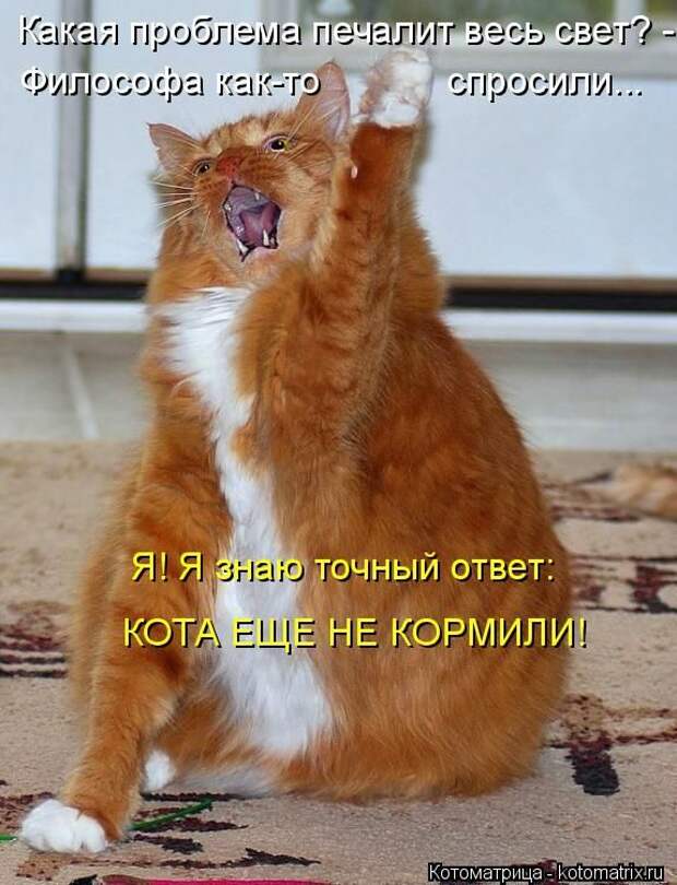 Лучшие котоматрицы недели