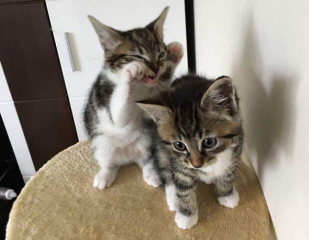 Снимки грозных котиков, которые показали всю свою хищную сущность