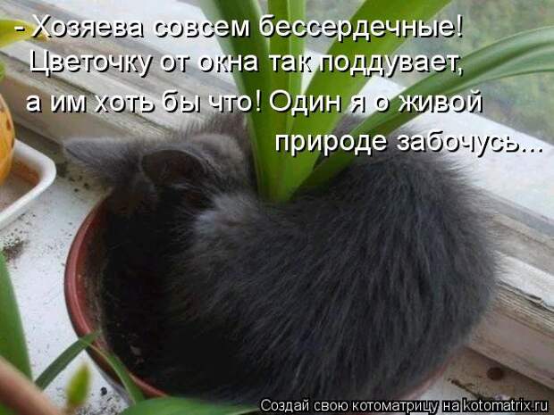 Котоматрица - - Хозяева совсем бессердечные! Цветочку от окна так поддувает,  а им х