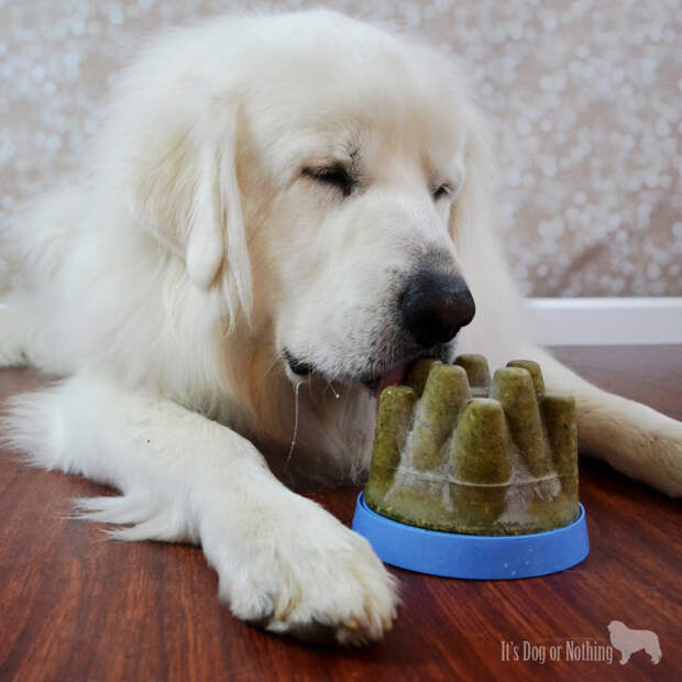 Great Pyrenees with Doggie Cone