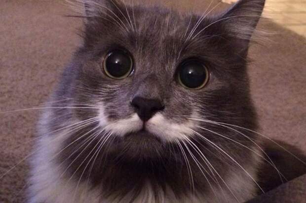 Топ 10 самых популярных животных в Instagram famousanimals02 Топ 10 самых популярных животных в Instagram