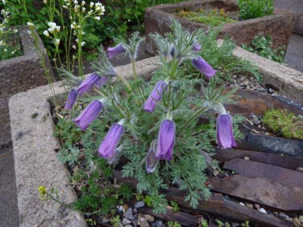 Прострел колокольчатый (Pulsatilla campanella)