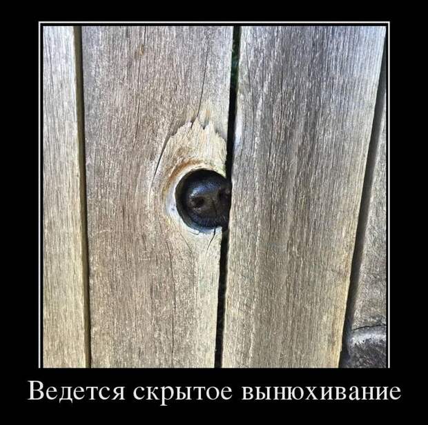 Подборка демотиваторов демотиватор, юмор