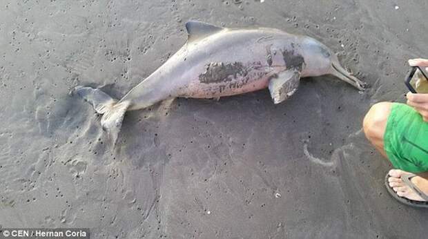 Туристы на пляже в Аргентине насмерть замучили детёныша дельфина. Пустили по рукам и делали селфи, а потом просто оставили мёртвое животное на песке.