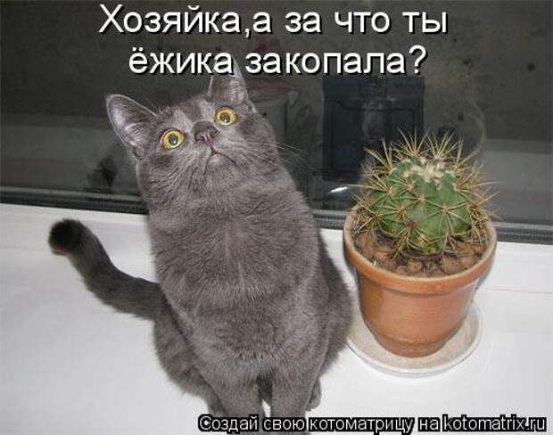 Котоматрица