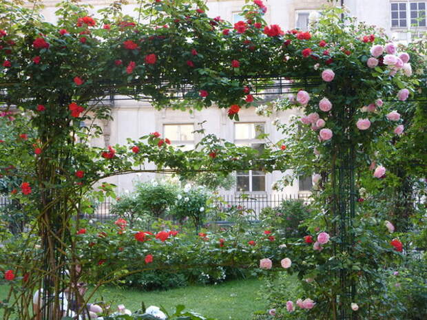 4497432_rosesingardenarchway1 (600x450, 151Kb)