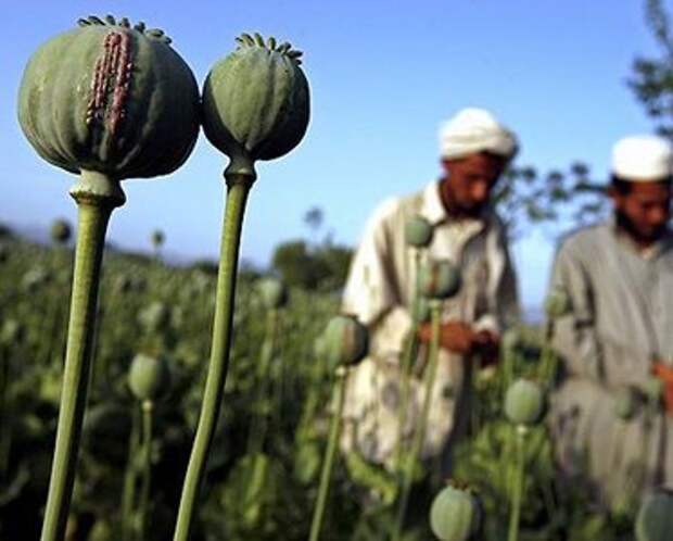 В мире резко возросло производство опиума
