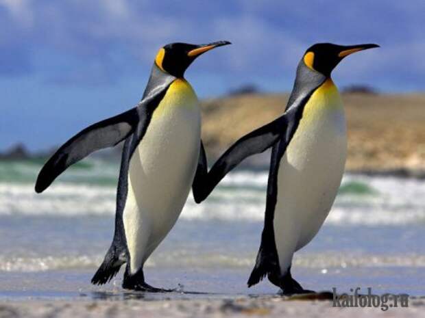 Приколы про пингвинов (30 фото) Приколы про пингвинов (30 фото)