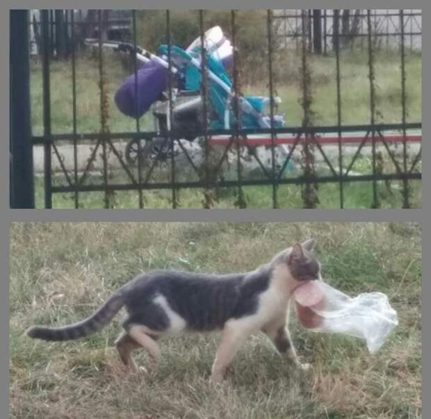 Воришки, которые уже давно в ссоре со своей совестью