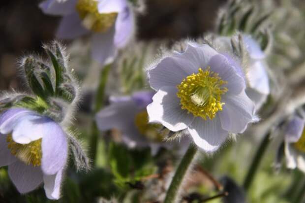 Прострела татеваки (Pulsatilla tatewakii)