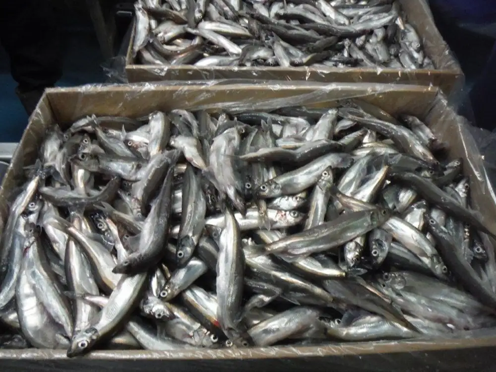 Рыба Недорого Казань