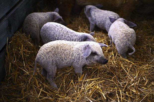 Венгерская Мангалица - свинья с овечьей шерстью Мангалица, Порода, свинья