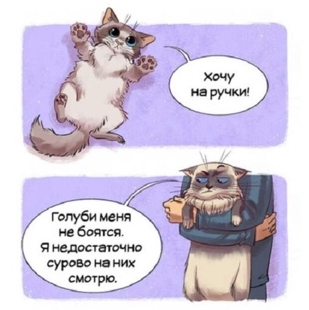 Гайд по котам