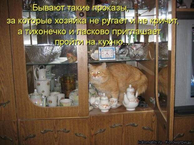 Весёлые котоматрицы - смешные кошки Весёлые котоматрицы - смешные кошки