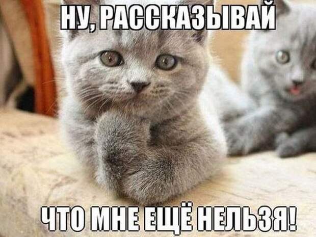 Смешные картинки с подписями катинки, прикол, юмор