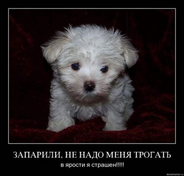 новые демотиваторы со смыслом