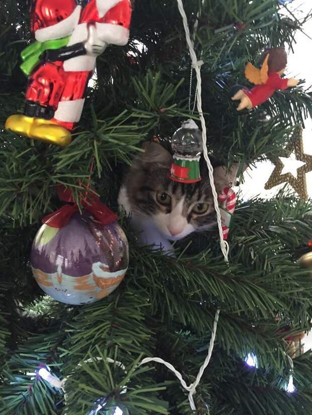 50 котеек, которые помогают наряжать елку и делают Новый год незабываемым