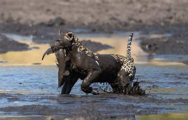 Леопард «порыбачил» в грязи животные, леопард