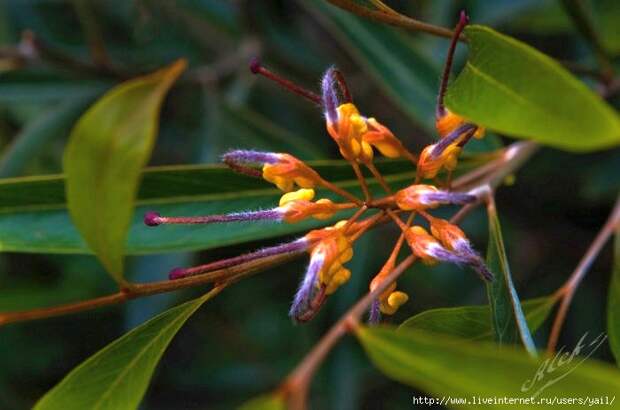 035 (700x463, 143Kb)