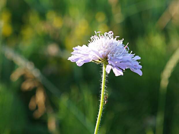 https://pics.botanichka.ru/wp-content/uploads/2020/07/korostavnik-polevoy-dekorativnyiy-i-tselebnyiy-04.jpg