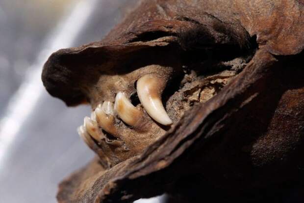 Из вечной мерзлоты Сибири выкопали щенка возрастом 12 000 лет археологи, мумия, щенок