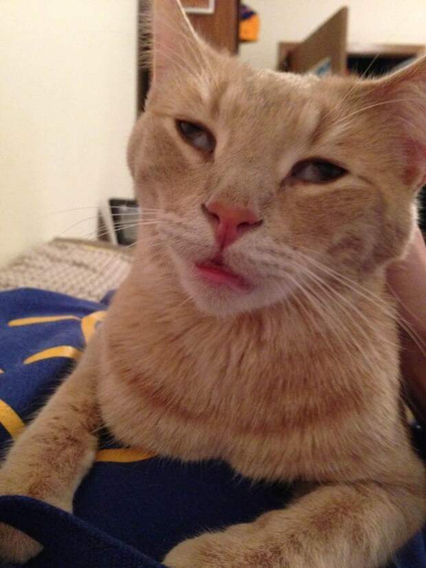 коты в похмелье 