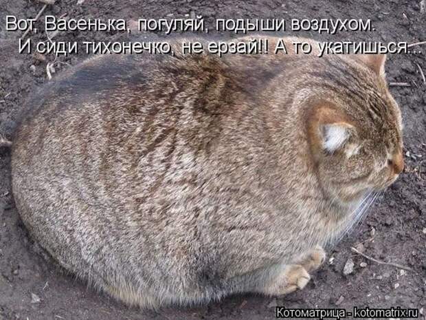 Лучшие котоматрицы недели