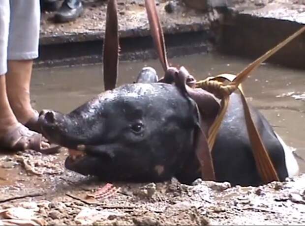 Неудачный побег из зоопарка: тапир заблудился и упал в воду