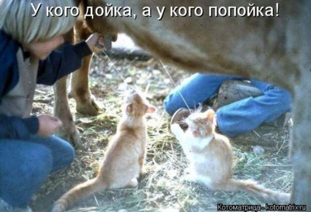 Новые крутые котоматрицы первой недели октября (50 фото) Новые крутые котоматрицы первой недели октября (50 фото)