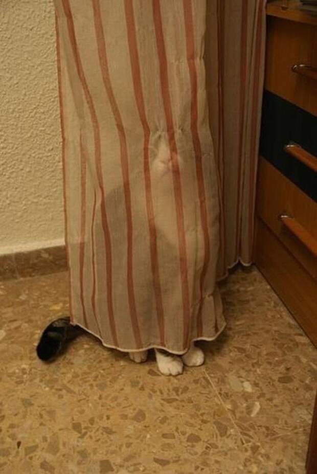 lolcats75 100 лучших фотографий кошек всех времен и народов