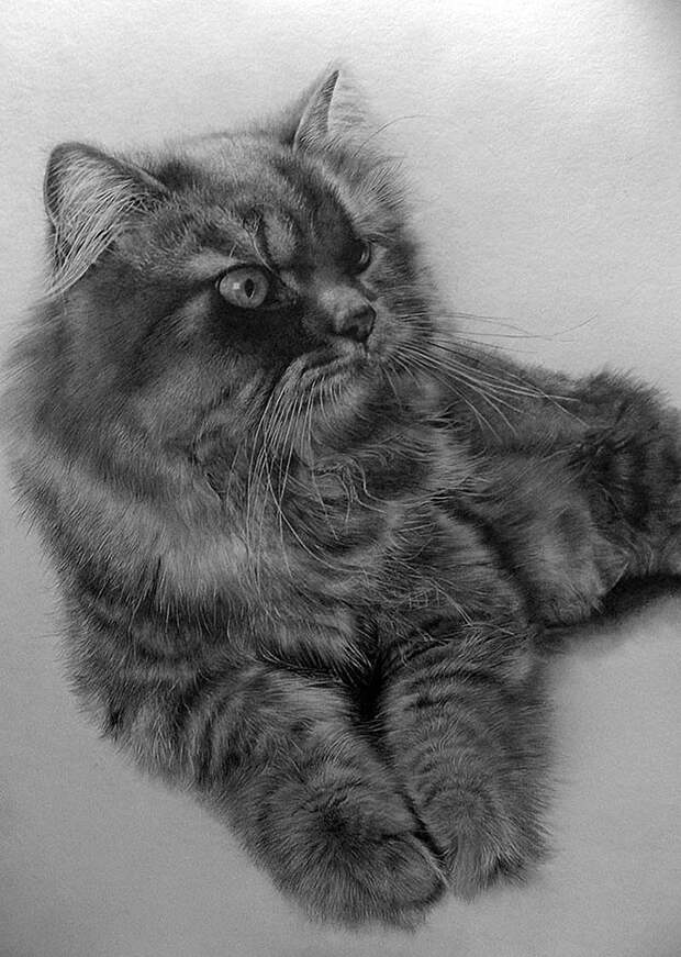 drawncats04 Мастер карандашного наброска — Пол Ланг