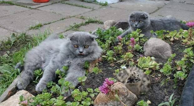 Как коты воспитывали чайку Как коты воспитывали чайку животные, история
