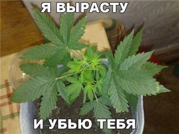 Прикольные картинки Прикольные картинки