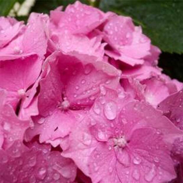 Гортензия крупнолистная (Hydrangea macrophylla)