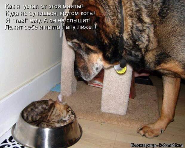 Лучшие котоматрицы недели