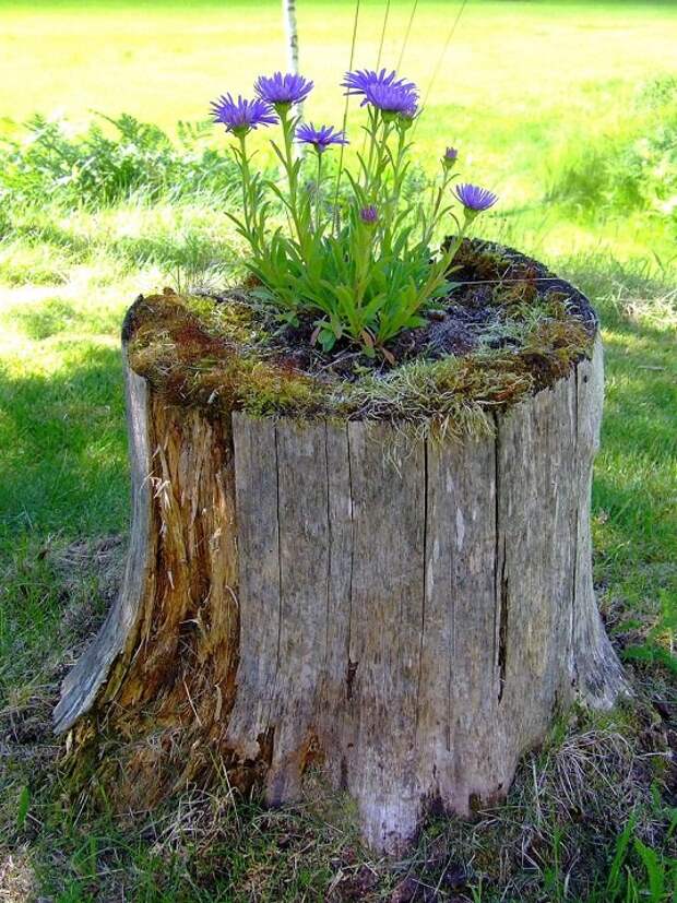 Чудо пень. Чудо пень. Чудо пень. Чудо пень. Пенек для детей.
