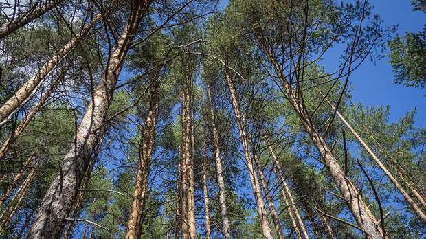 Сотрудники МЧС начали поиски четырех потерявшихся в лесу на Сахалине