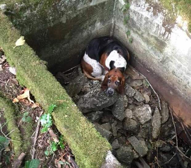 Собака целую неделю просидела возле своего друга, собака упала в яму
