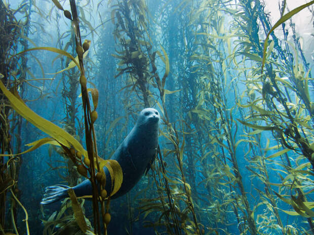 21. Потрясающий подводный лес. люди, мир, удивительные фотографии