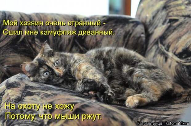 Свежая котоматрица (38 фото)