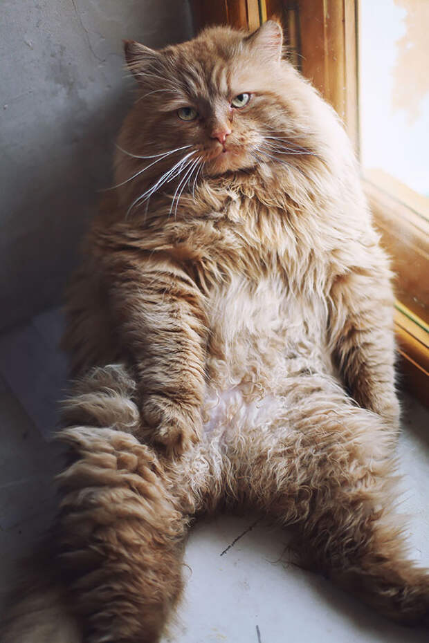 10. Он явно чем-то недоволен животные, коты, милота, огромные коты