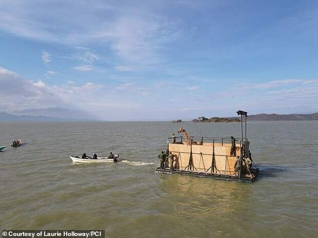 Не оставили в беде: в Кении жирафов спасли с затопленного острова