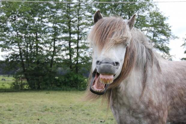 Смех лошади называется ржанием. Также этим словом называют несдержанный смех людей
