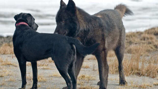 Ромео стал верным другом пса и с удовольствием играл с окрестным собаками тоже волк, животные, собака