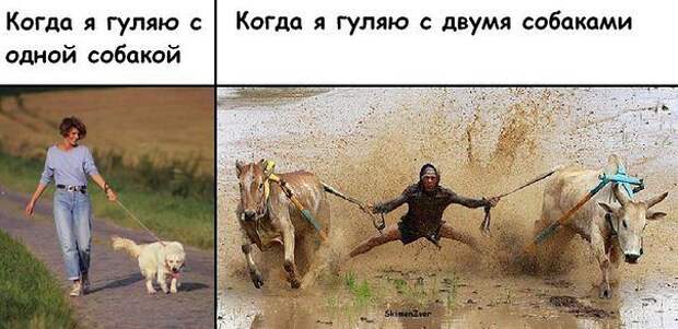 Немного о собаках картинки, собаки