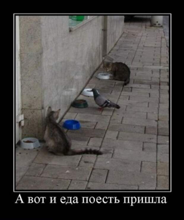 Посмотреть прикольные демотиваторы.