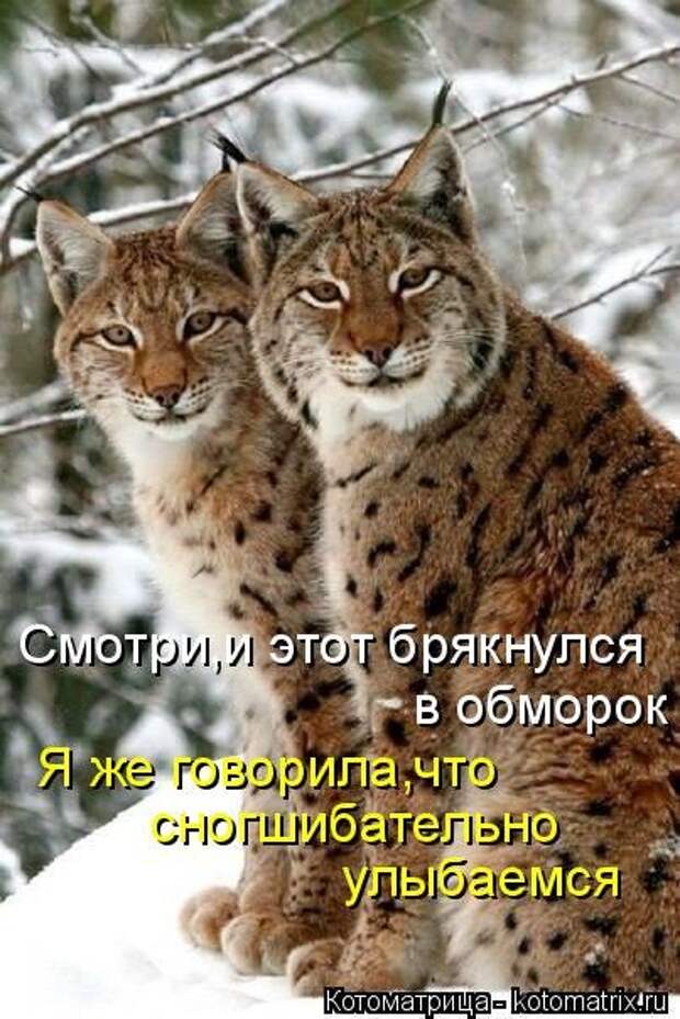Котоматрица на Бугаге (30 фото)