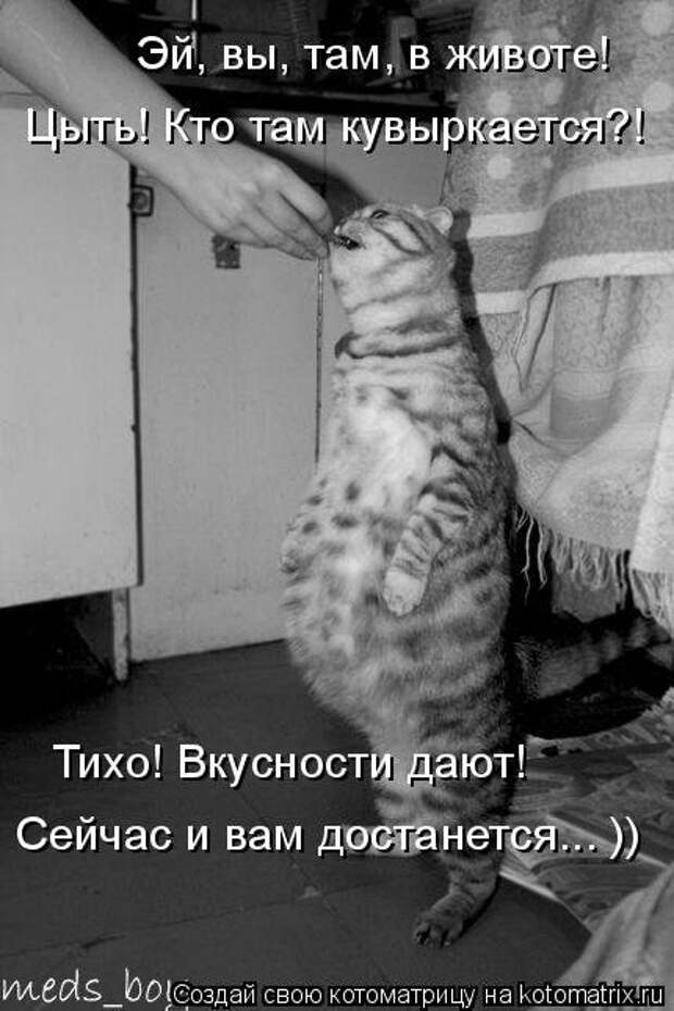 Еженедельная котоматрица (33 фото)