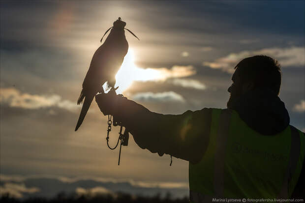 DME birds