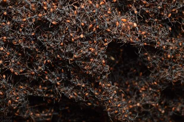 В Южной Америке муравьи немного странные и, порой, строят муравейники из самих себя...